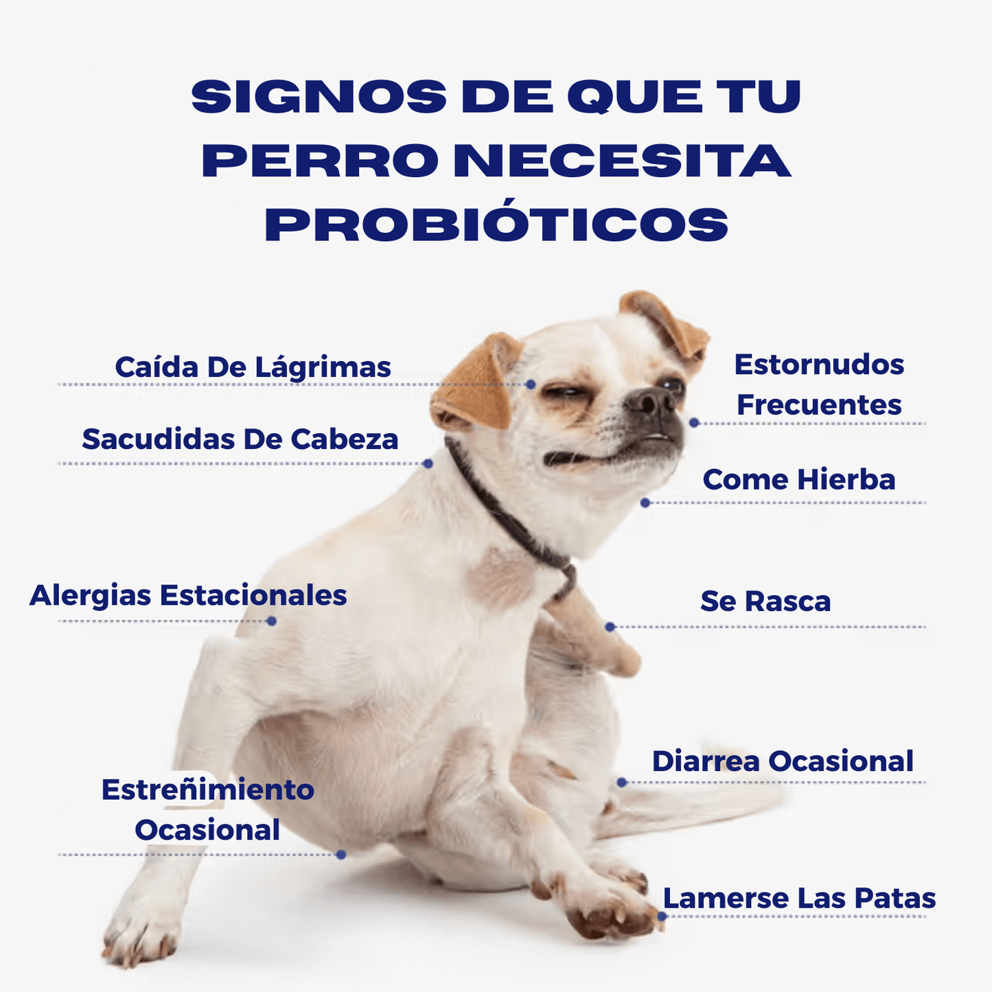 Premium Canine Probiotic Chews: Boost Digestion, Immunity, and Overall Dog Health