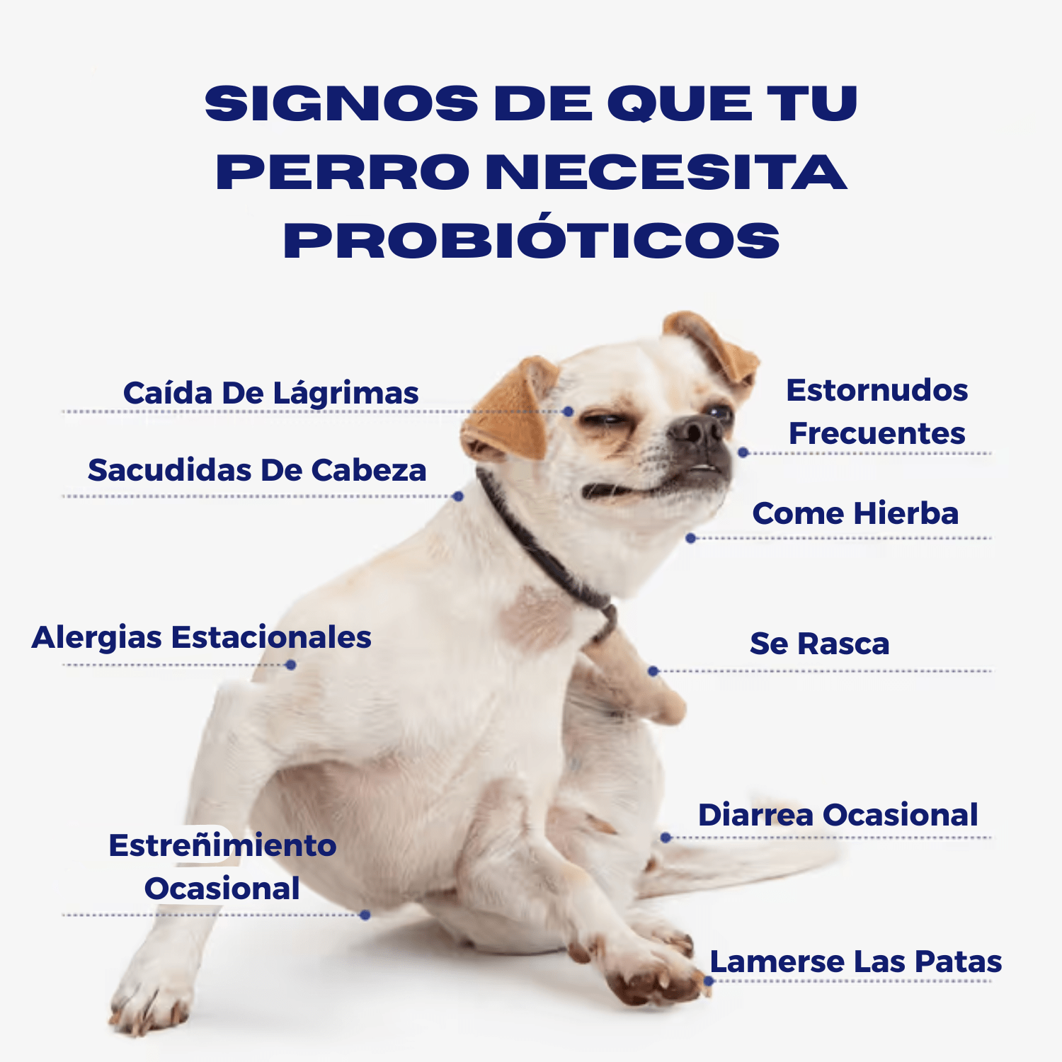 Premium Canine Probiotic Chews: Boost Digestion, Immunity, and Overall Dog Health